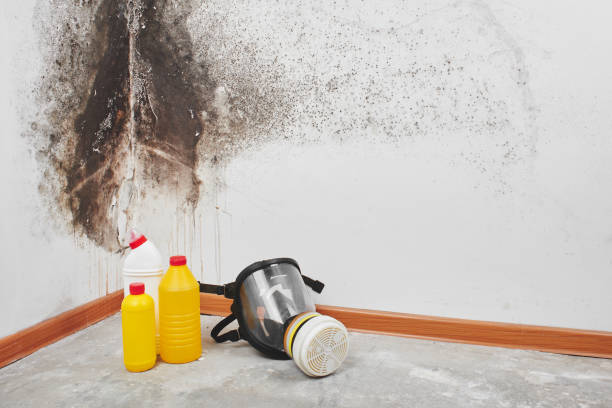Best Crawl Space Mold Removal  in Fort Hunt, VA