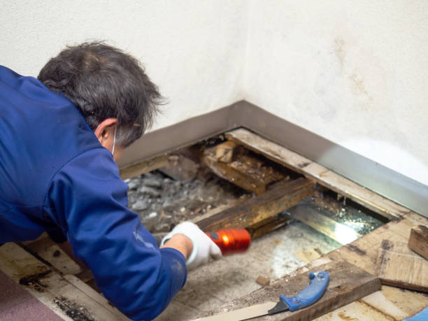 Best Emergency Mold Removal  in Fort Hunt, VA