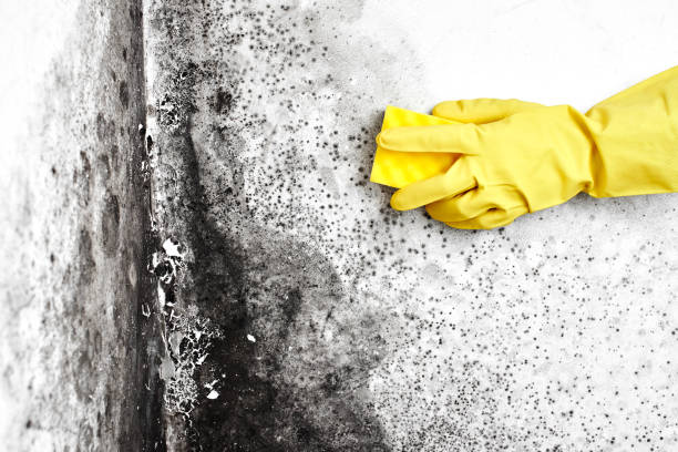 Best Residential Mold Removal  in Fort Hunt, VA