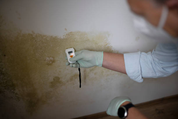 Best Office Mold Removal Services  in Fort Hunt, VA