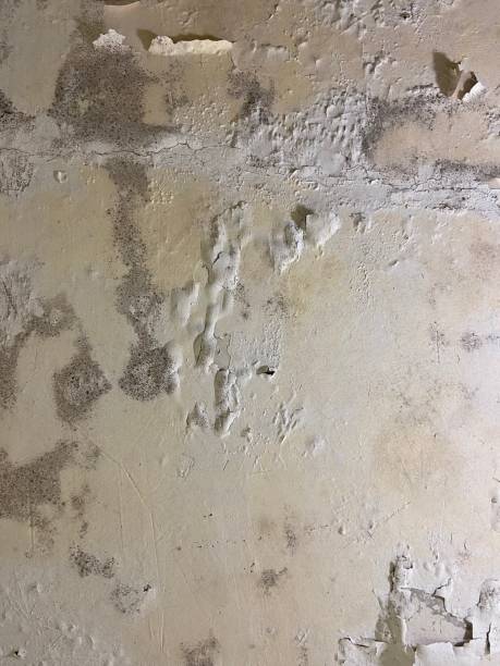 Best Toxic Mold Removal  in Fort Hunt, VA