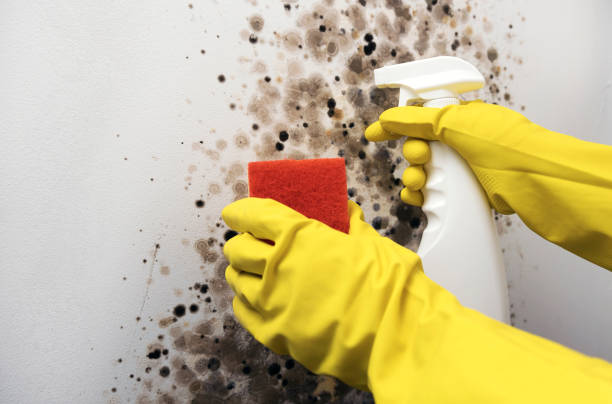 Best Emergency Mold Removal  in Fort Hunt, VA