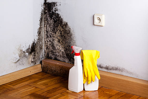 Best Mold Damage Repair  in Fort Hunt, VA