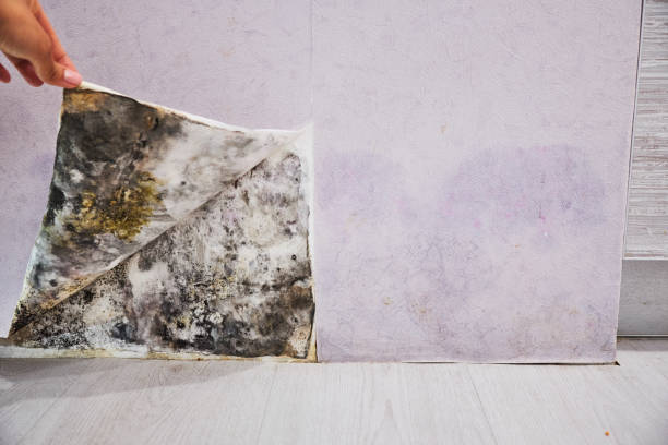 Trusted Fort Hunt, VA Mold Removal Experts